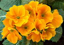 polyanthus